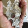 Mundrabilla Meteorite