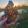 Imilac Meteorite